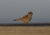 Tree Sparrow at Gunners Park (Richard Howard) (24967 bytes)